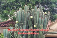 Manfaat Tanaman Kaktus sebagai Pembersih Udara