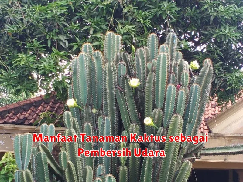 Manfaat Tanaman Kaktus sebagai Pembersih Udara