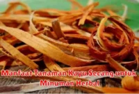 Manfaat Tanaman Kayu Secang untuk Minuman Herbal