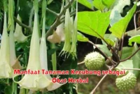 Manfaat Tanaman Kecubung sebagai Obat Herbal