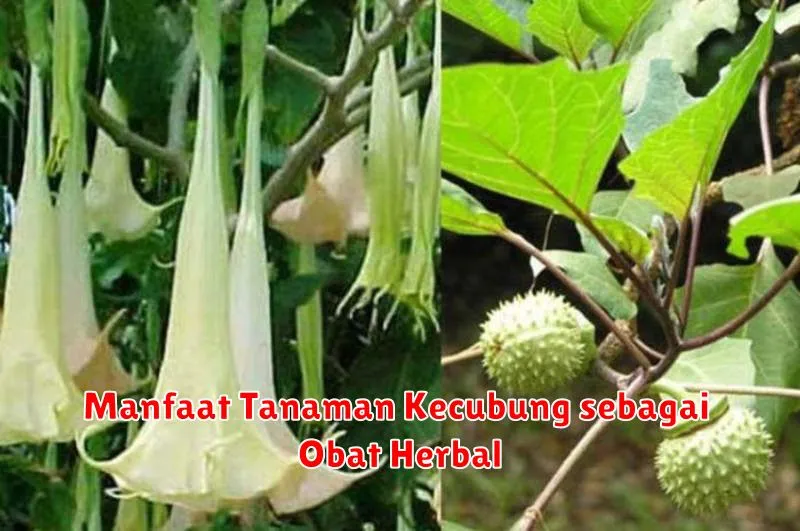 Manfaat Tanaman Kecubung sebagai Obat Herbal