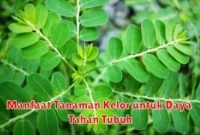 Manfaat Tanaman Kelor untuk Daya Tahan Tubuh