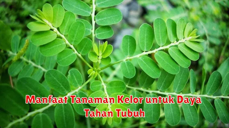Manfaat Tanaman Kelor untuk Daya Tahan Tubuh