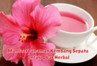 Manfaat Tanaman Kembang Sepatu untuk Obat Herbal