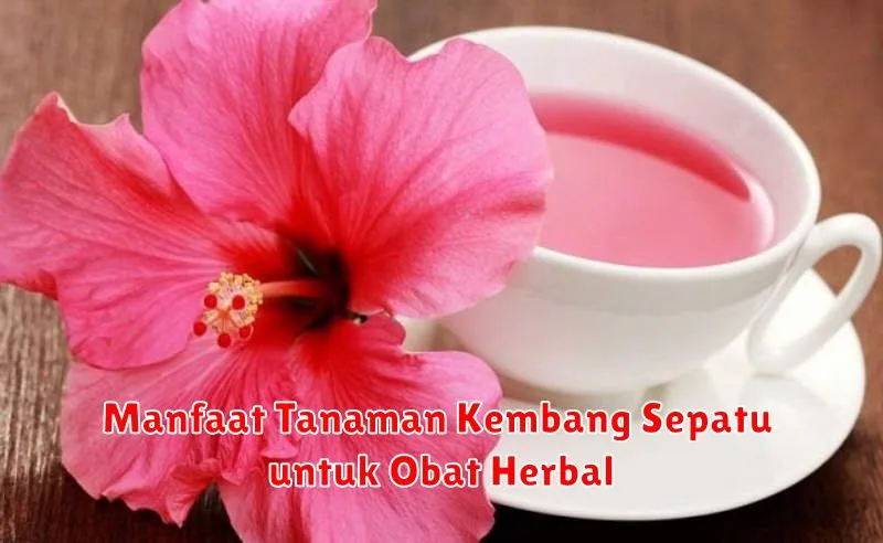 Manfaat Tanaman Kembang Sepatu untuk Obat Herbal