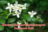 Manfaat Tanaman Kemuning untuk Kesehatan Kulit