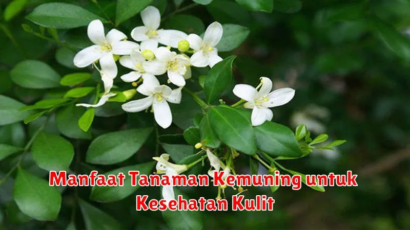 Manfaat Tanaman Kemuning untuk Kesehatan Kulit