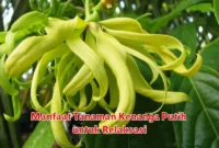 Manfaat Tanaman Kenanga Putih untuk Relaksasi