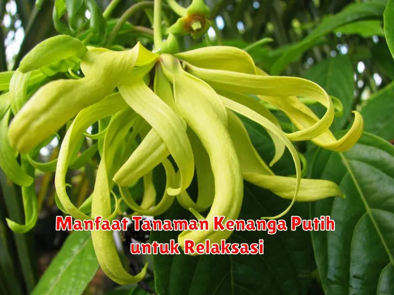 Manfaat Tanaman Kenanga Putih untuk Relaksasi