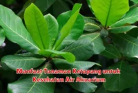 Manfaat Tanaman Ketapang untuk Kesehatan Air Akuarium