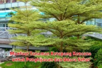 Manfaat Tanaman Ketapang Kencana untuk Penghijauan dan Udara Sehat