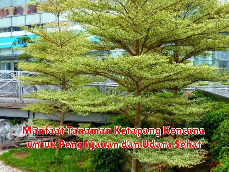 Manfaat Tanaman Ketapang Kencana untuk Penghijauan dan Udara Sehat