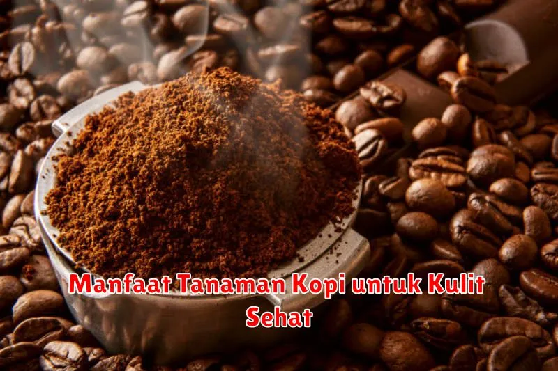 Manfaat Tanaman Kopi untuk Kulit Sehat