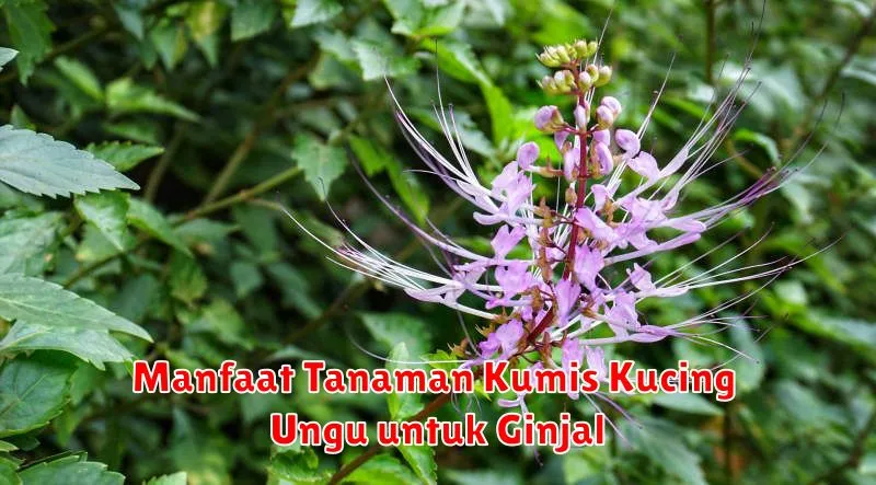 Manfaat Tanaman Kumis Kucing Ungu untuk Ginjal