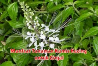 Manfaat Tanaman Kumis Kucing untuk Ginjal