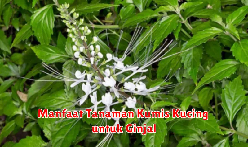 Manfaat Tanaman Kumis Kucing untuk Ginjal