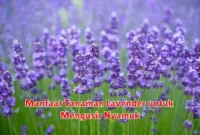 Manfaat Tanaman Lavender untuk Mengusir Nyamuk