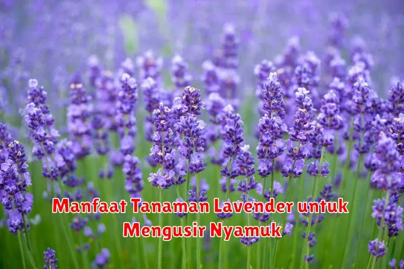 Manfaat Tanaman Lavender untuk Mengusir Nyamuk