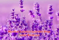 Manfaat Tanaman Lavender Ungu untuk Relaksasi