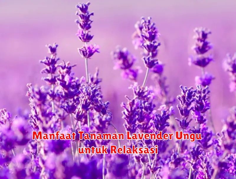 Manfaat Tanaman Lavender Ungu untuk Relaksasi
