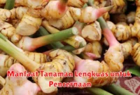 Manfaat Tanaman Lengkuas untuk Pencernaan