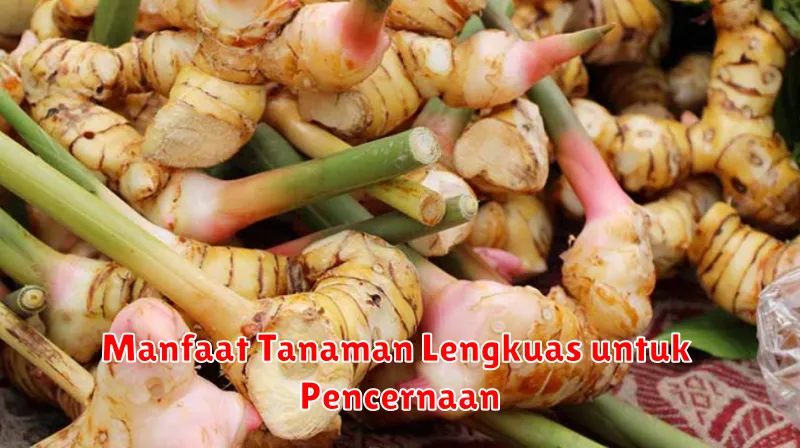 Manfaat Tanaman Lengkuas untuk Pencernaan
