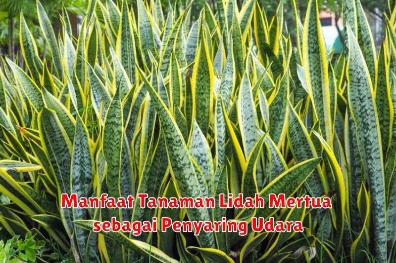 Manfaat Tanaman Lidah Mertua sebagai Penyaring Udara