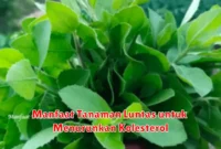 Manfaat Tanaman Luntas untuk Menurunkan Kolesterol