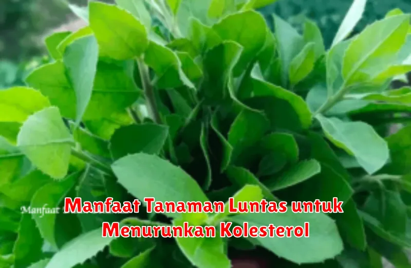 Manfaat Tanaman Luntas untuk Menurunkan Kolesterol