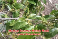 Manfaat Tanaman Melinjo Muda untuk Pencernaan