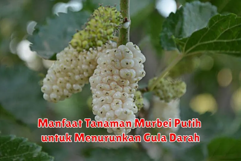 Manfaat Tanaman Murbei Putih untuk Menurunkan Gula Darah