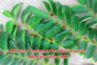 Manfaat Tanaman Obat Katuk untuk Memperlancar ASI