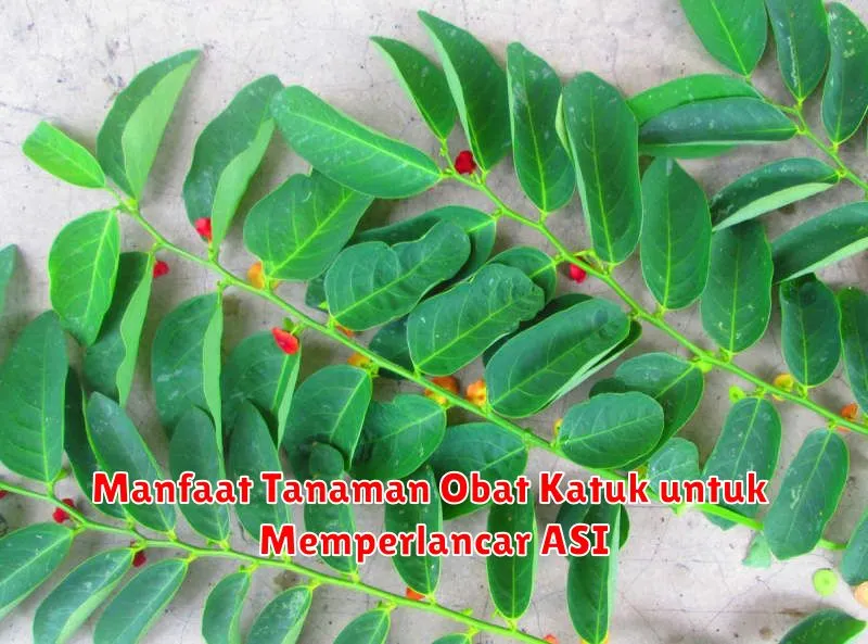 Manfaat Tanaman Obat Katuk untuk Memperlancar ASI