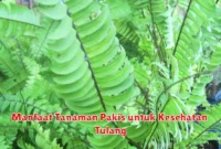 Manfaat Tanaman Pakis untuk Kesehatan Tulang