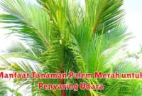 Manfaat Tanaman Palem Merah untuk Penyaring Udara