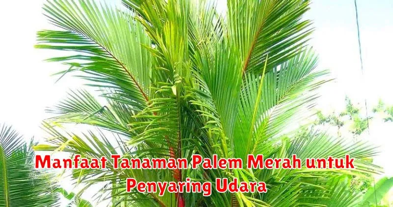 Manfaat Tanaman Palem Merah untuk Penyaring Udara