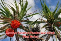 Manfaat Tanaman Pandan Laut untuk Obat Herbal
