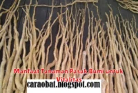 Manfaat Tanaman Pasak Bumi untuk Vitalitas