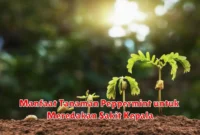 Manfaat Tanaman Peppermint untuk Meredakan Sakit Kepala