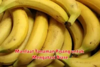 Manfaat Tanaman Pisang untuk Mengatasi Diare