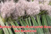 Manfaat Tanaman Rami untuk Serat dan Kesehatan