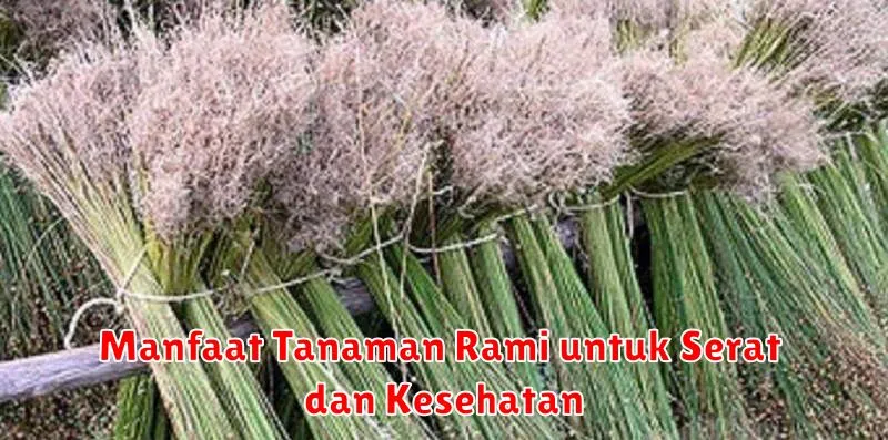Manfaat Tanaman Rami untuk Serat dan Kesehatan