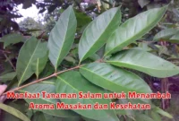 Manfaat Tanaman Salam untuk Menambah Aroma Masakan dan Kesehatan