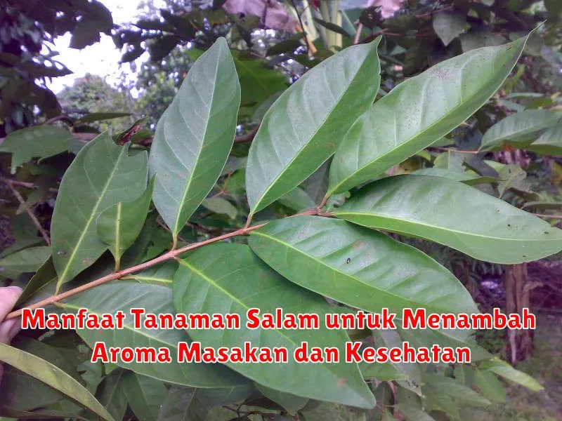 Manfaat Tanaman Salam untuk Menambah Aroma Masakan dan Kesehatan