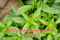 Manfaat Tanaman Sambiloto untuk Anti Inflamasi