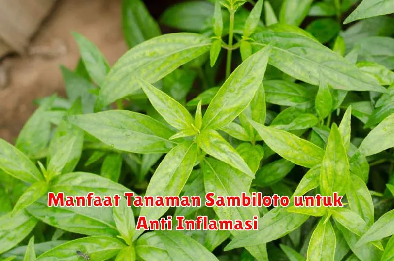 Manfaat Tanaman Sambiloto untuk Anti Inflamasi