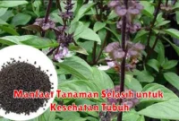 Manfaat Tanaman Selasih untuk Kesehatan Tubuh