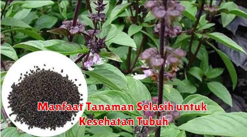 Manfaat Tanaman Selasih untuk Kesehatan Tubuh
