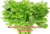 Manfaat Tanaman Seledri untuk Tekanan Darah