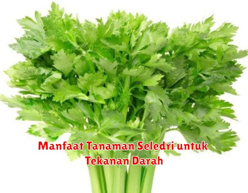 Manfaat Tanaman Seledri untuk Tekanan Darah